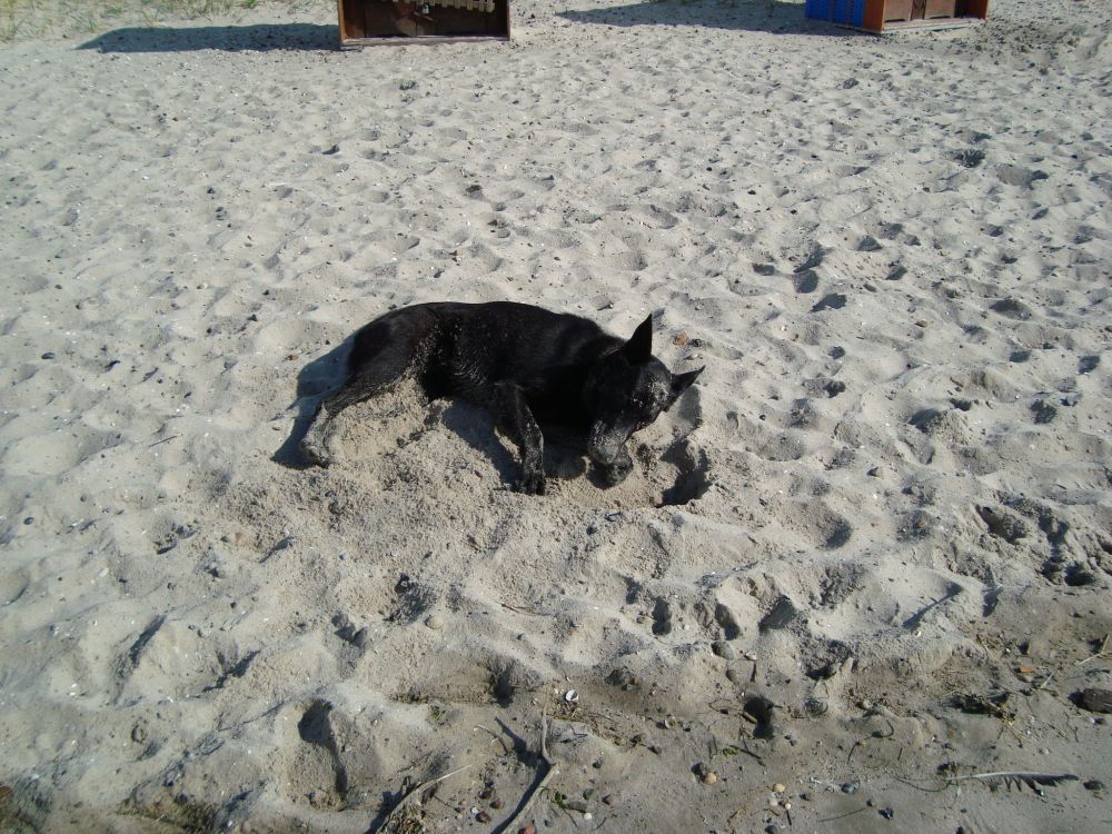 Hund im Sand