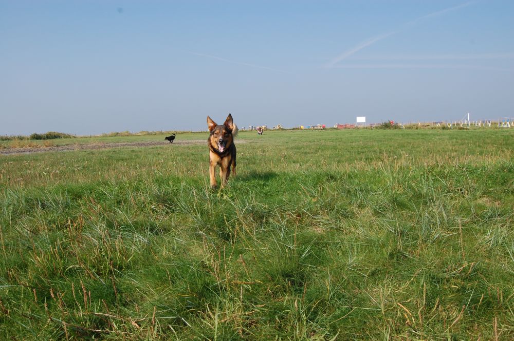 Hundespielplatz